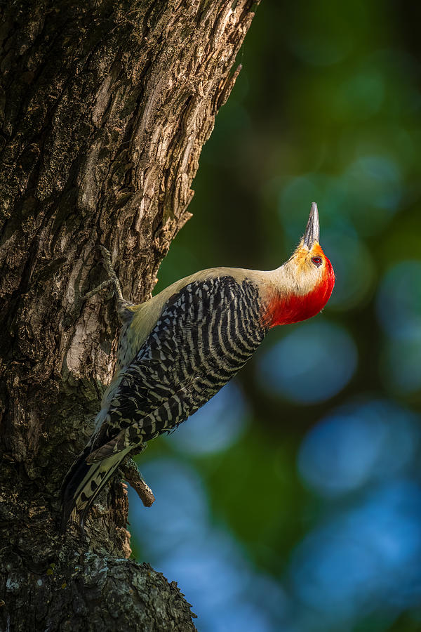 Nature Photograph - Red-bellied Woodpecker by Mike He