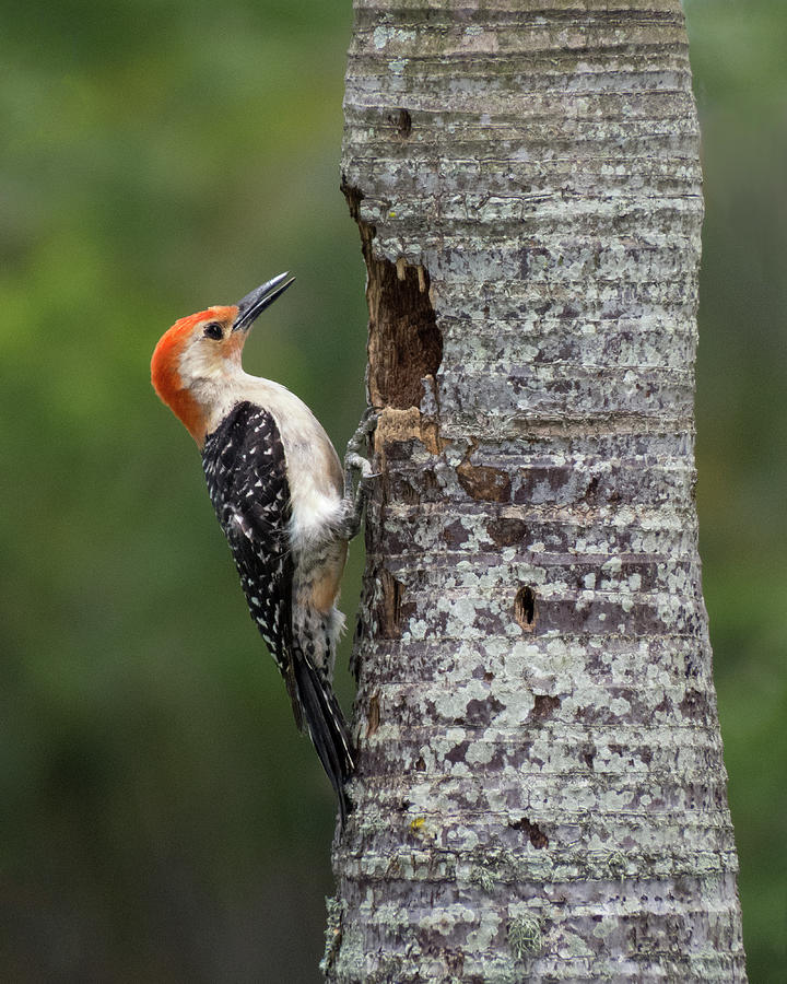 Red-Bellied Woodpecker Photograph by Mitch Spence