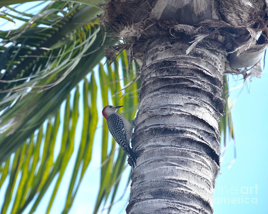 Red-bellied Woodpecker On A Coconut Palm Tree Photograph