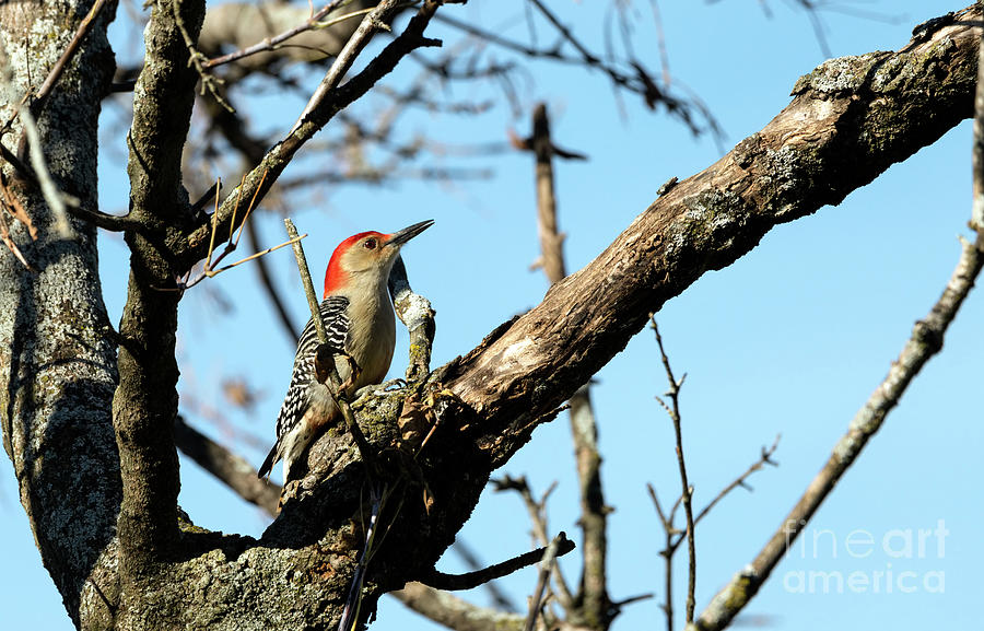 Red bellied woodpecker Photograph by Sam Rino