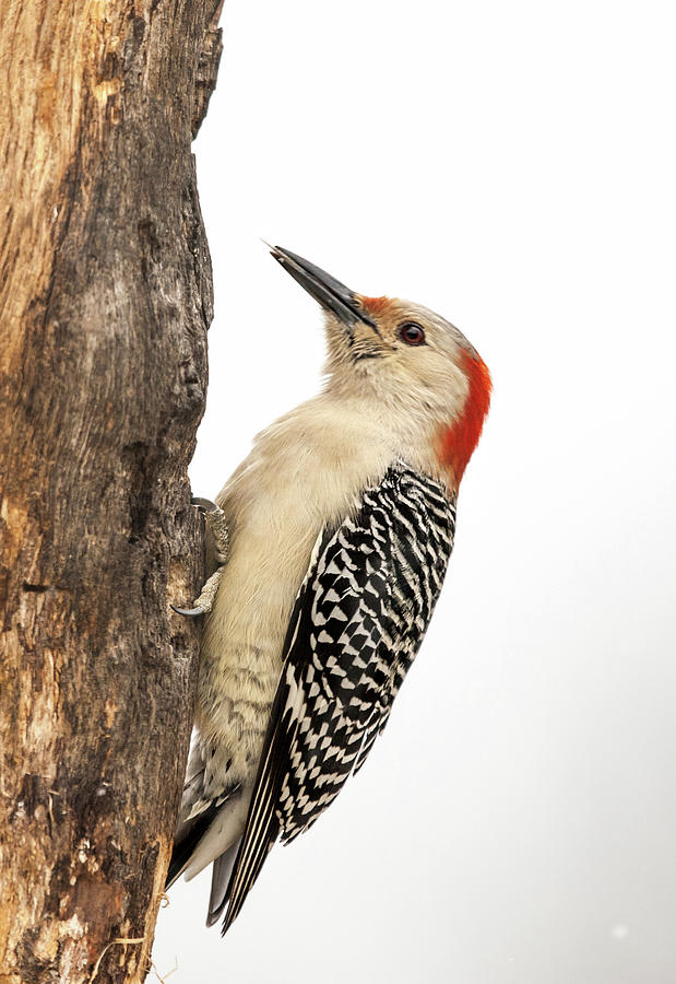 Red-Bellied Woodpecker Secret Stash Photograph by Lara Ellis