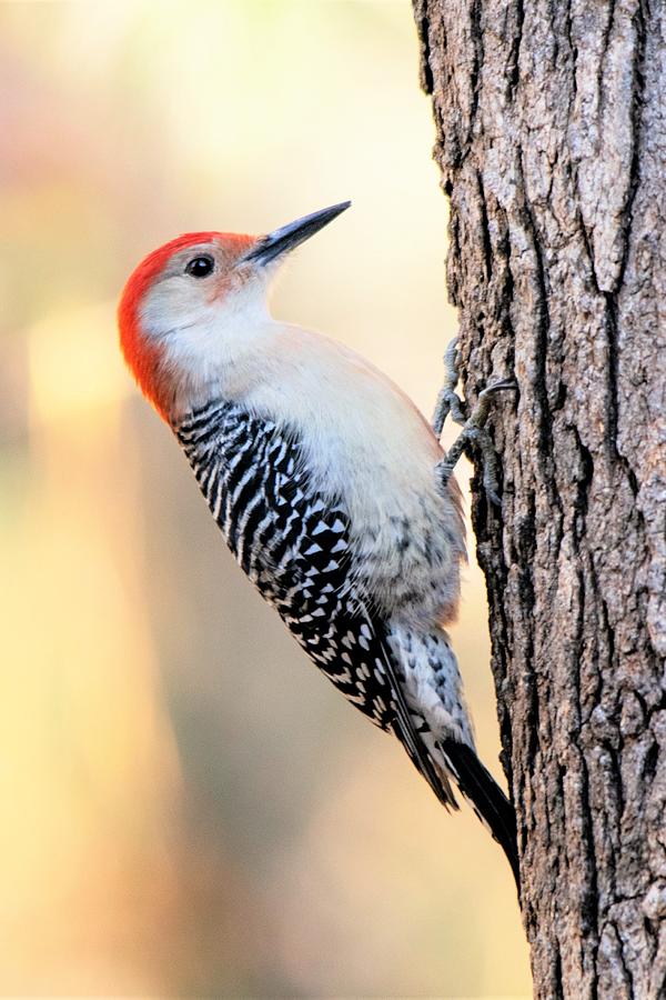 Red Bellied Woodpecker - Vertical Photograph by Mary Ann Artz