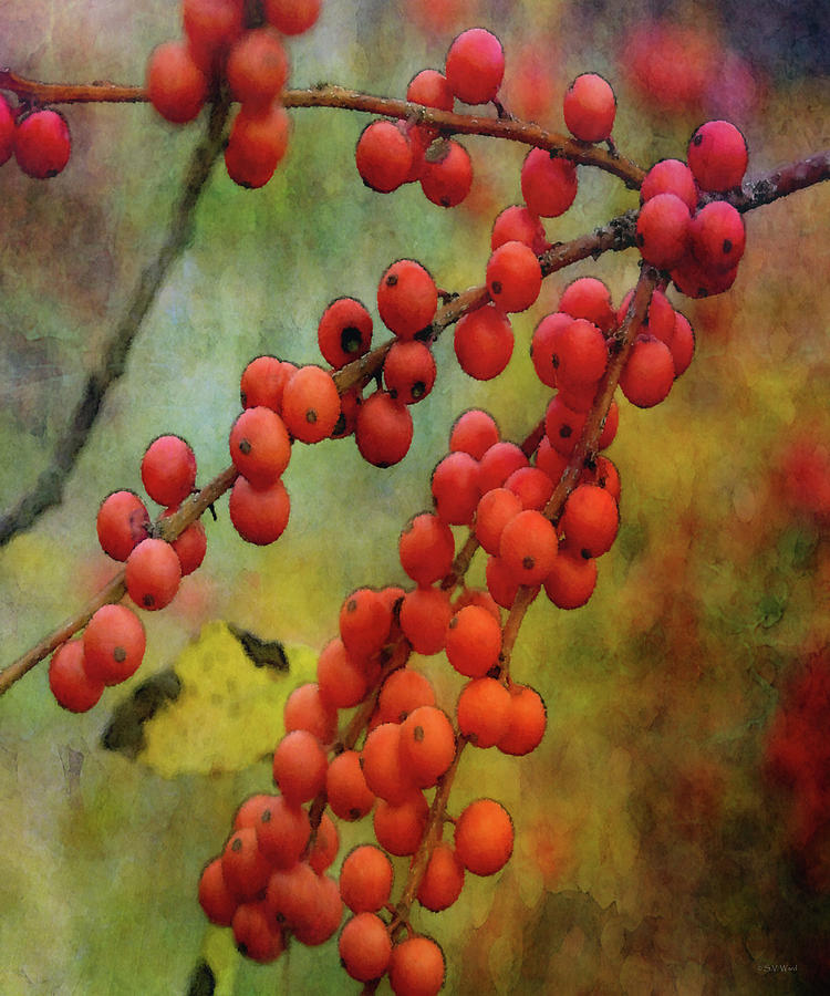 Red Berries 5573 IDP_2 Photograph by Steven Ward