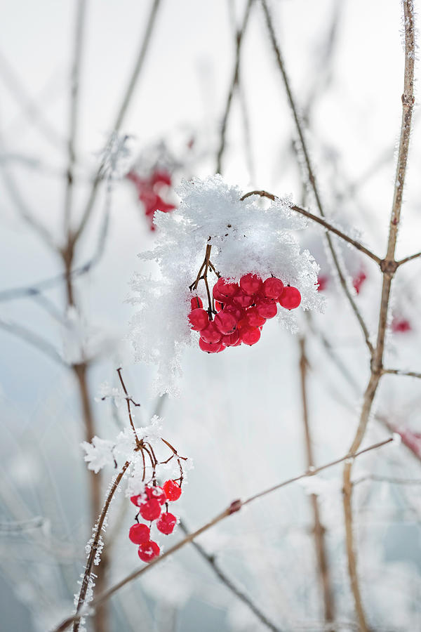 Red Berries And Snowflakes On Bush Photograph by Sabine Lscher