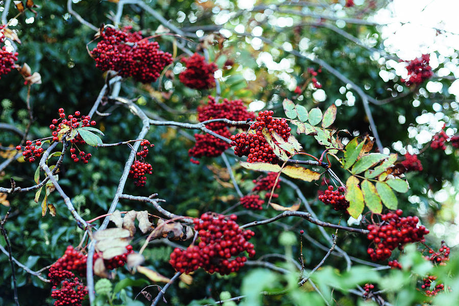 Red Berries Photograph by Boyd Carter