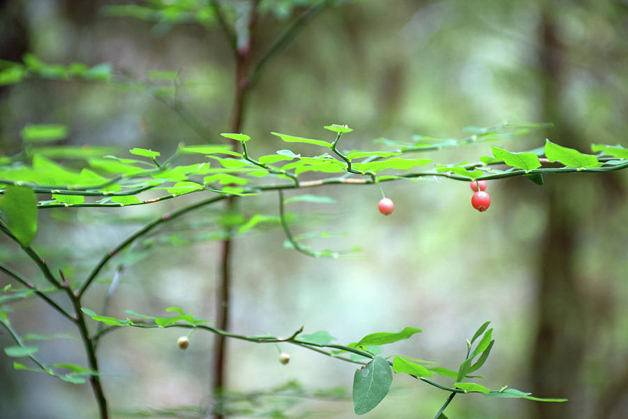 Red Berries in Olympic National Park Photograph by Bruce Gourley