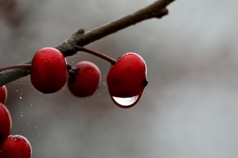 Possumhaw Holly Berries in the Rain Photograph by Rachel Morrison