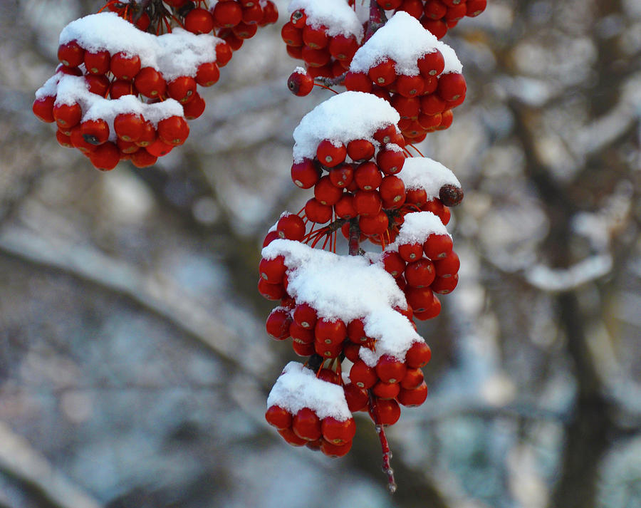 Red Berries in the Snow Photograph by Bill Cannon