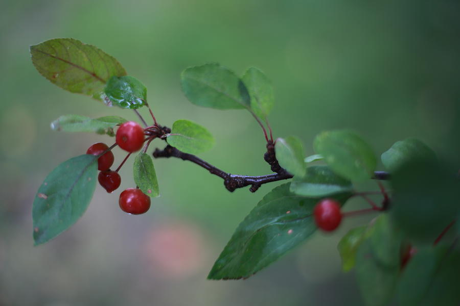 Tiny Red Berries on a Branch Photograph by Laura Smith