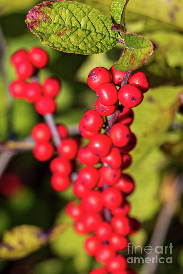 Red Berries Photograph
