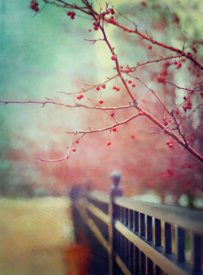 Red Berry Tree Overhanging Black Fence Photograph by Trina Dopp Photography