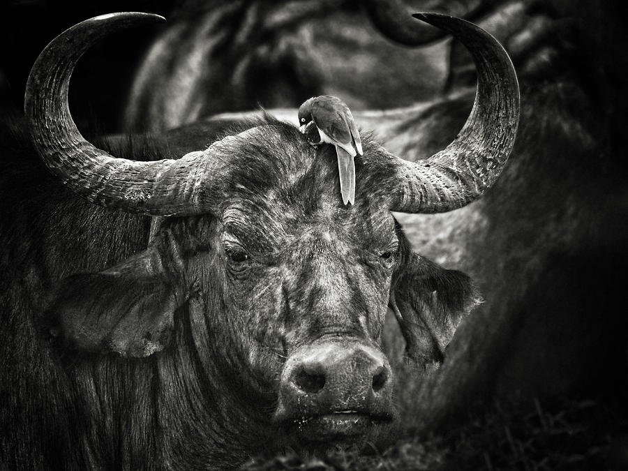 Red-billed Oxpecker And The Buffalo Photograph by Mathilde Guillemot
