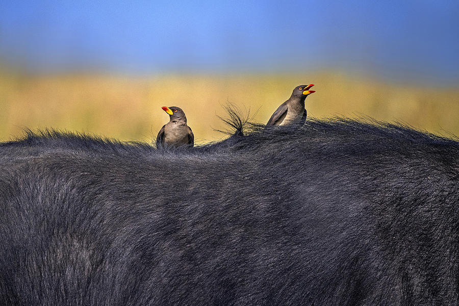 Wildlife Photograph - Red-billed Oxpeckers In Buffalo by Xavier Ortega