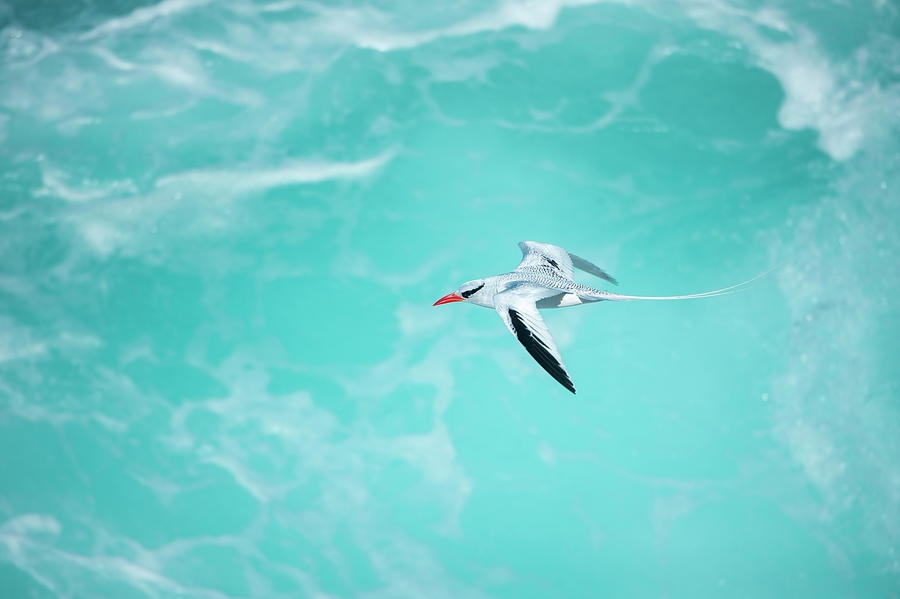 Red-billed Tropicbird Flying Photograph by Tui De Roy