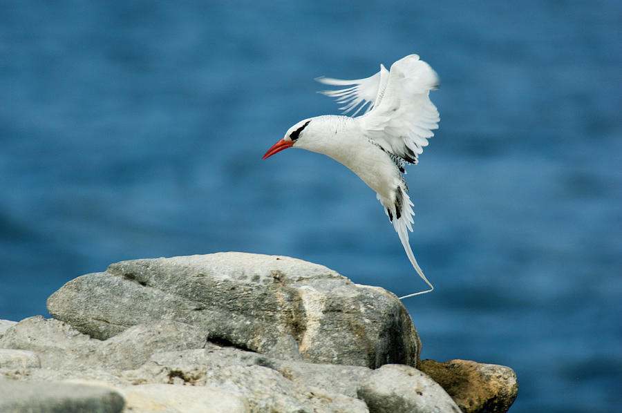 Red-billed Tropicbird Phaethon Photograph by Nhpa
