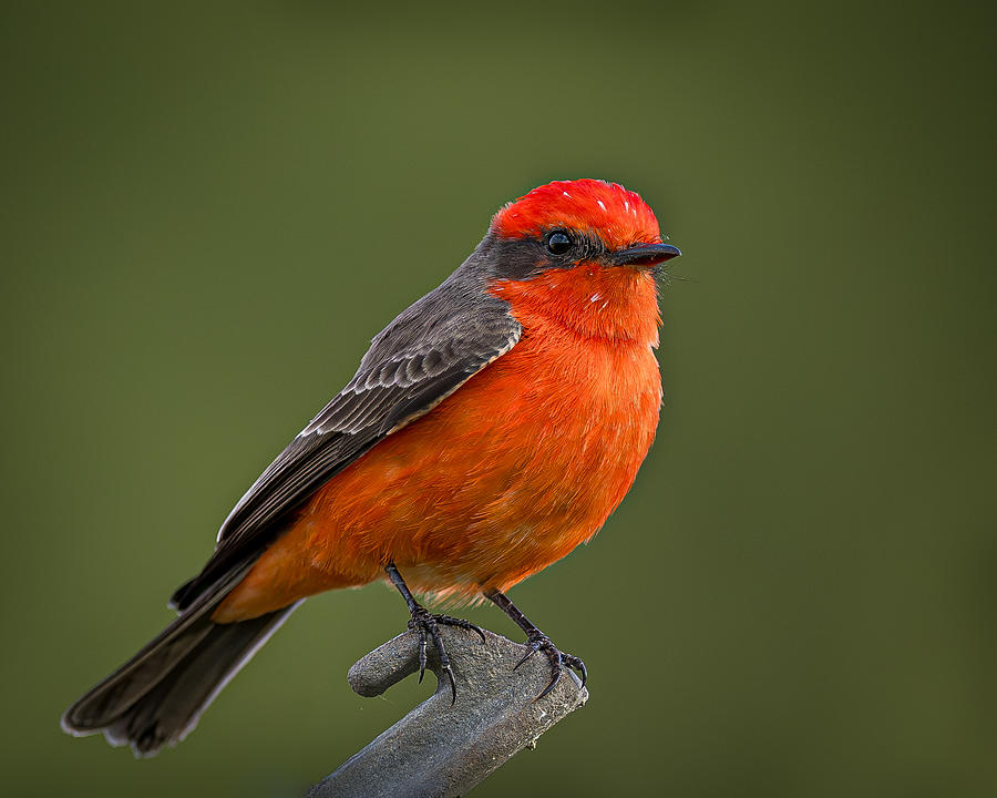 Wildlife Photograph - Red Bird At El Dorado Reginal Park, Long Beach, Ca by Wanghan Li