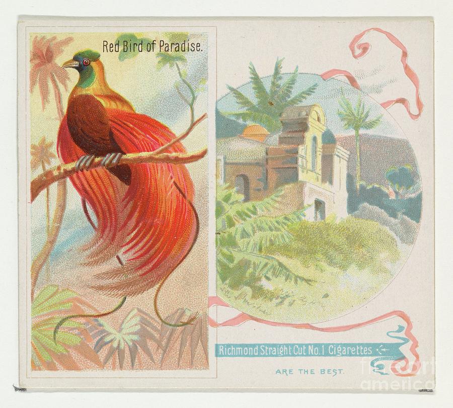 Red Bird Of Paradise Drawing by Heritage Images
