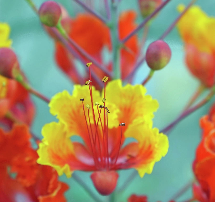 Red Bird Of Paradise Photograph By Michael Frick