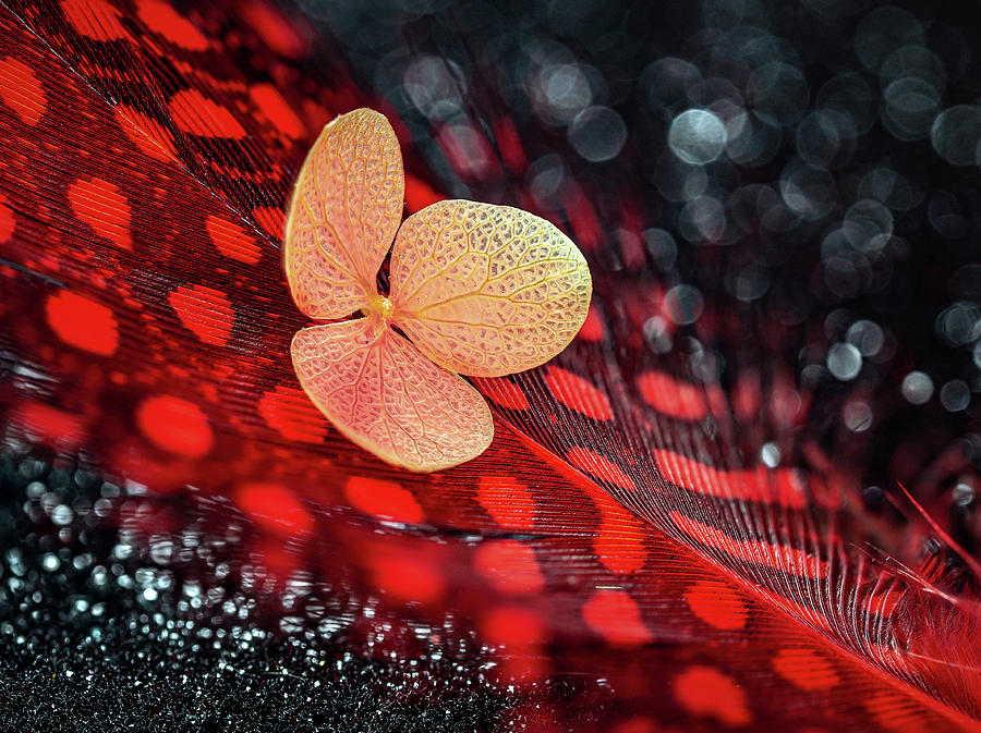 Red, Black and Flower Photograph by Luis Vasconcelos