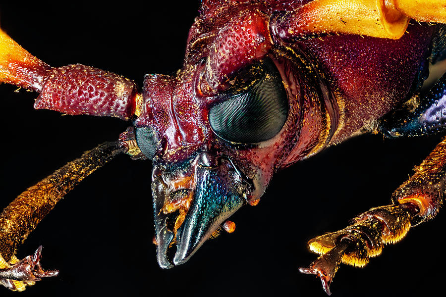 Red, Green and Black Longhorn Beetle 3X by Gary Shepard Red, Green and Black Longhorn Beetle 3X by Gary Shepard
