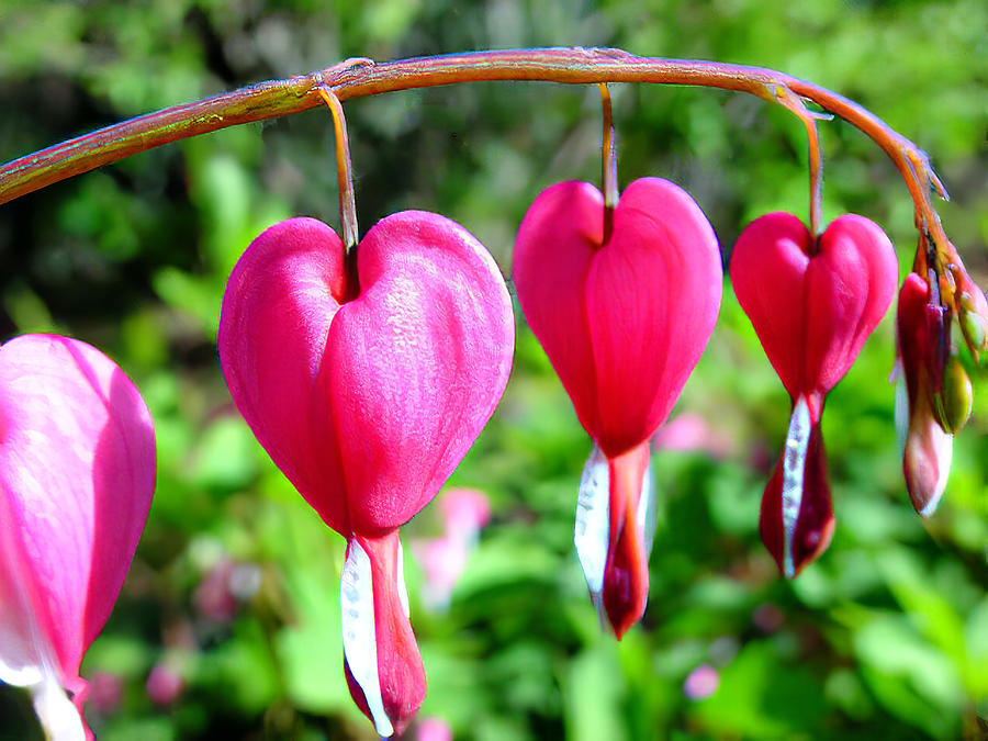 heart red flower