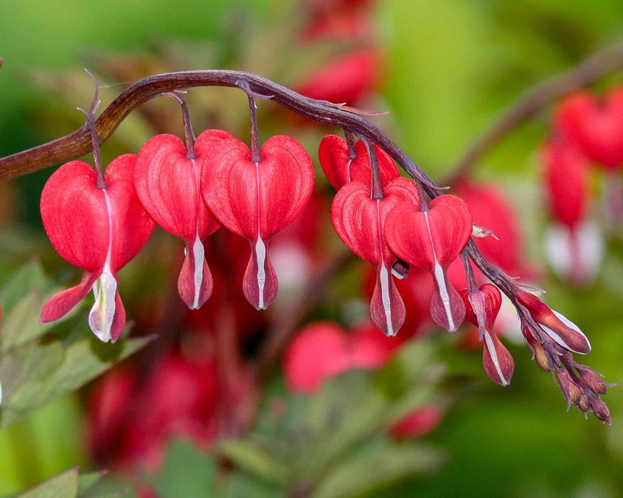 Red Bleeding Hearts Photograph by Susan Rydberg