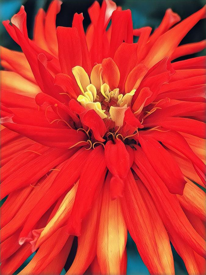 Red Bliss Digital Art by Cindy Greenstein