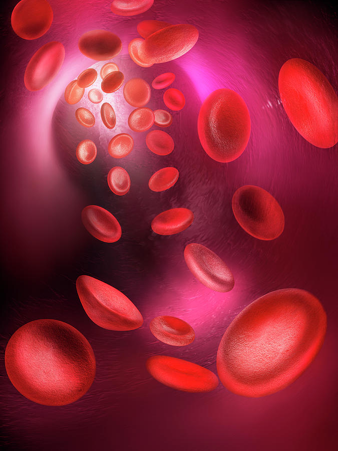Red Blood Cells Passing Through Blood Photograph by Gandee Vasan