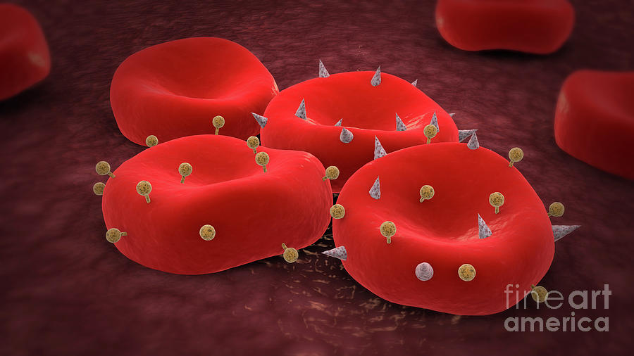 Red blood cells with antigens. Digital Art by Stocktrek Images