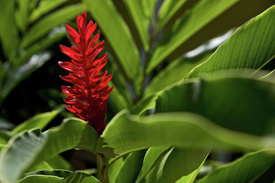 Red Blossom, Dominica, Lesser Antilles, Caribbean Photograph by Christoph Jorda