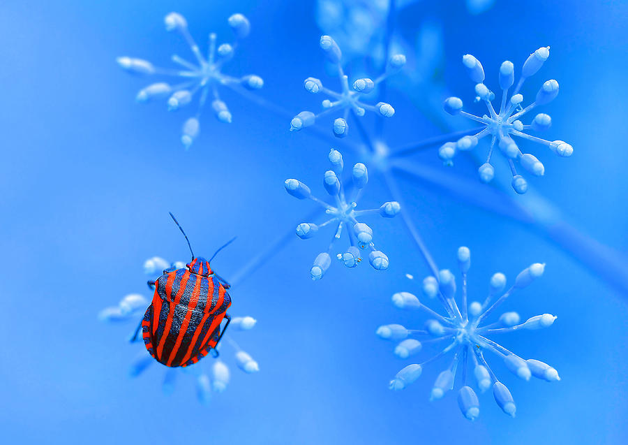 Nature Photograph - Red Blue... by Thierry Dufour