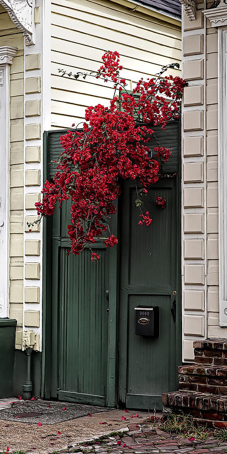 Red Bougainvillea Over Green Door Photograph By Debi Dalio