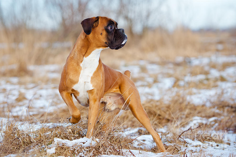 Boxer Dog Standing Outdoors Photograph - Pixels