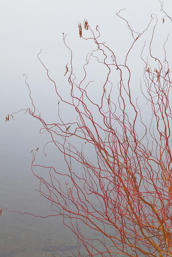 Red Branches Of A Bush At A Lake Photograph by Ascentxmedia