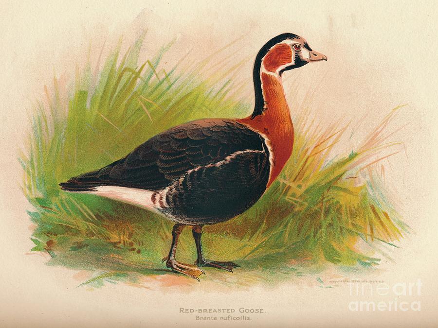 Red-breasted Goose Branta Ruficollis Drawing by Print Collector