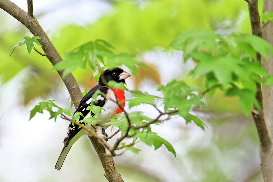 Red Breasted Grosbeak Hiding In Plain Sight Photograph