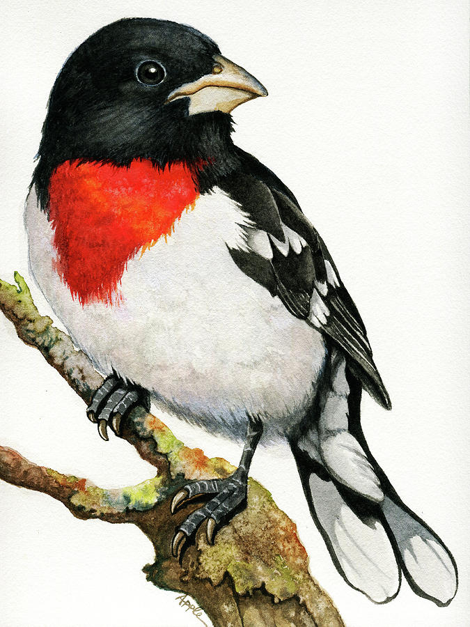 Rose-breasted Grosbeak by Linda Apple Rose-breasted Grosbeak by Linda Apple