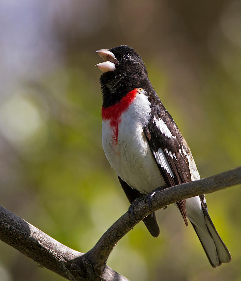 Red-breasted Grosbeak Photograph by Verdon