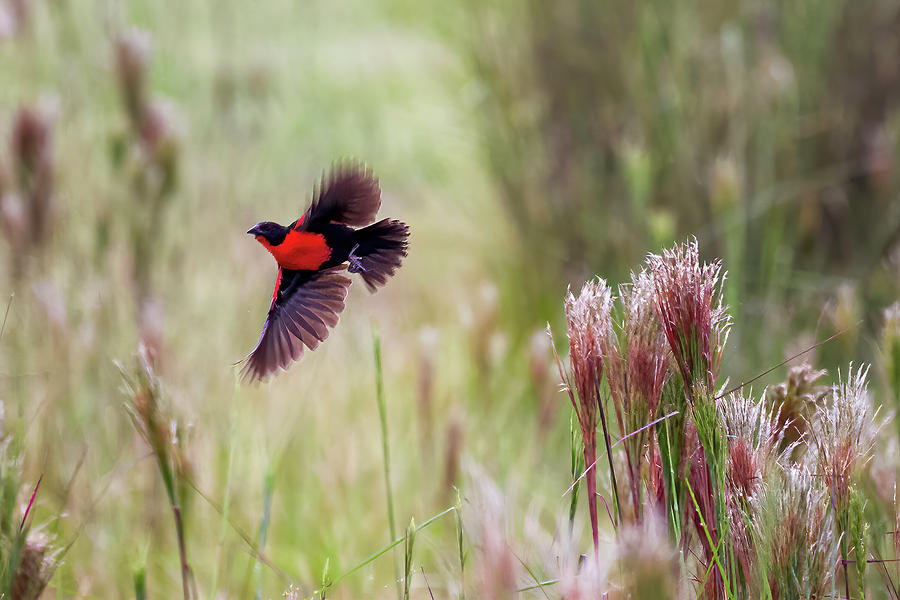 Red Breasted Meadowlark Hato Barley Tauramena Casanare Colombia Photograph by Adam Rainoff