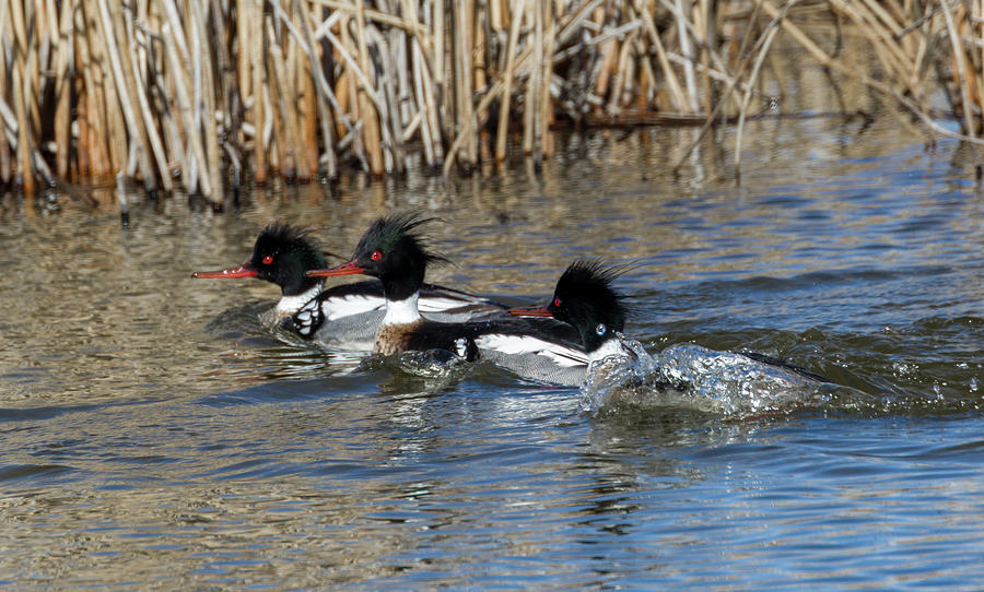 Red Breasted Merganser Photograph by Ronnie And Frances Howard