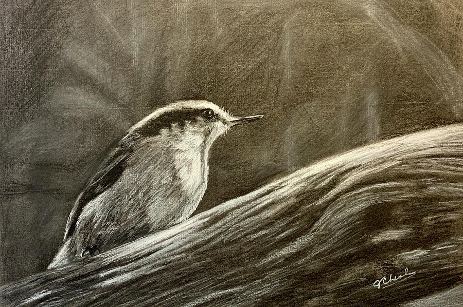 Red-Breasted Nuthatch Drawing by Jan Chesler