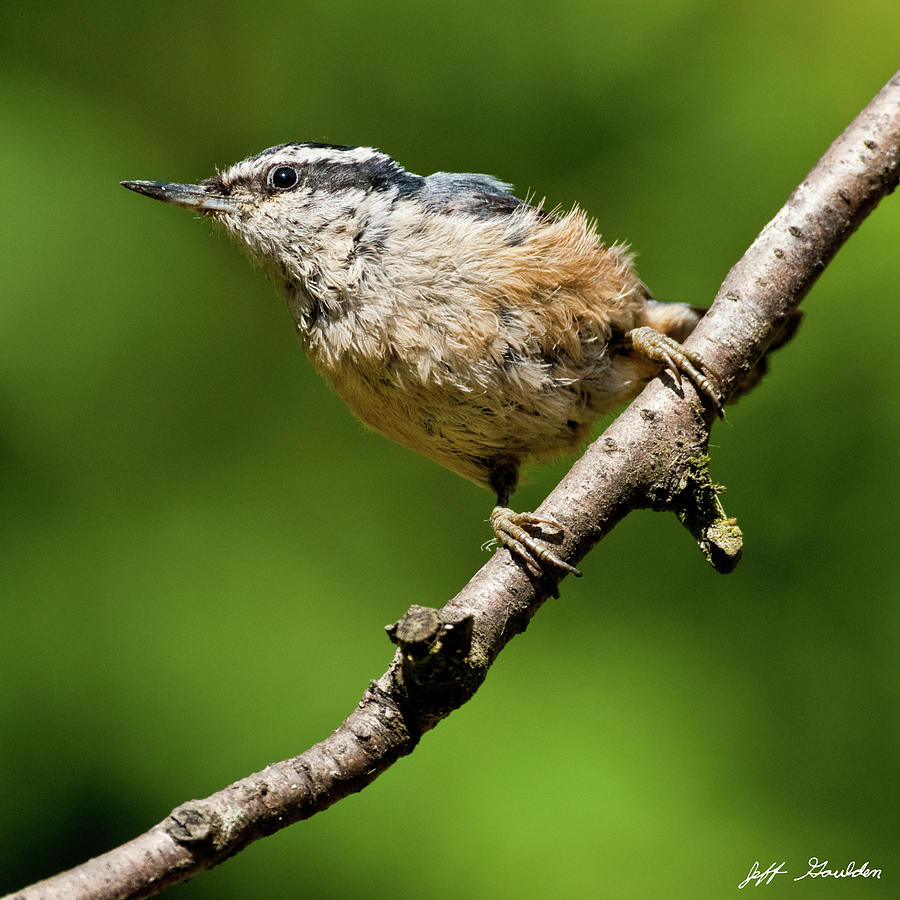 Red Breasted Nuthatch Photograph by Jeff Goulden