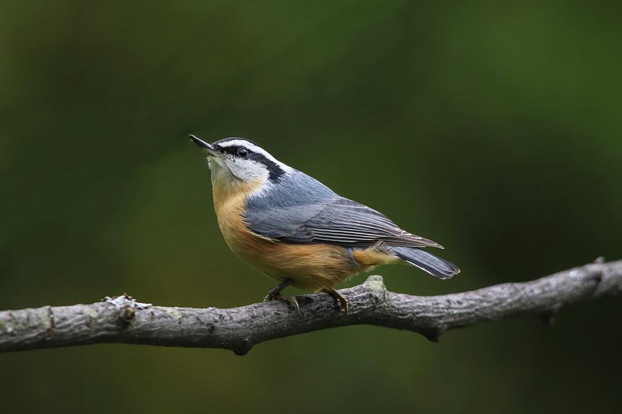 Red-breasted Nuthatch Looking Up Photograph by Marlin and Laura Hum