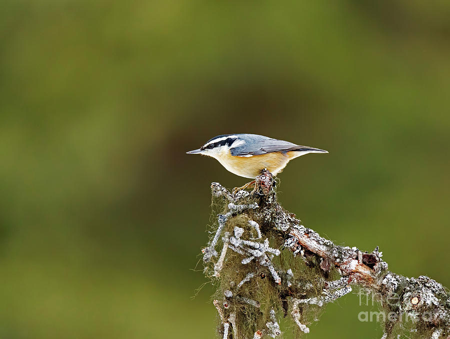 Red-breasted Nuthatch Photograph By Louise Heusinkveld - Fine Art America