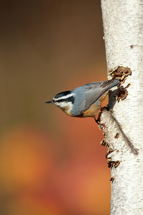 Red-breasted Nuthatch Male, New York, Usa Photograph by Marie Read ...