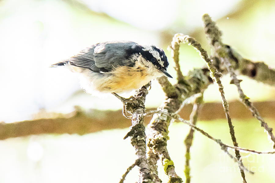 Red-Breasted Nuthatch by Michael D Miller Red-Breasted Nuthatch by Michael D Miller