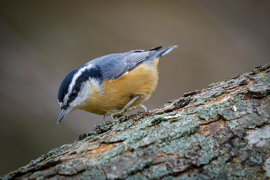 Red-Breasted Nuthatch Photograph by Robert J Wagner