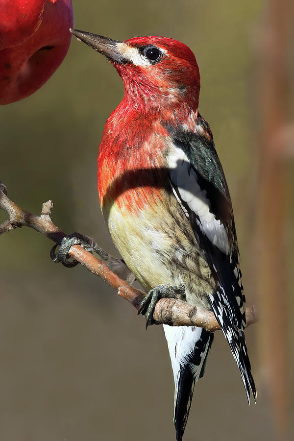 Red-breasted Sapsucker Photograph
