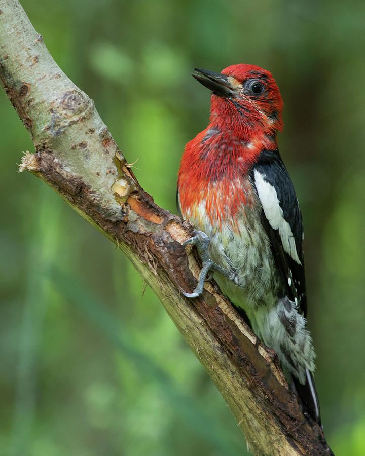 Red Breasted Sapsucker Photograph