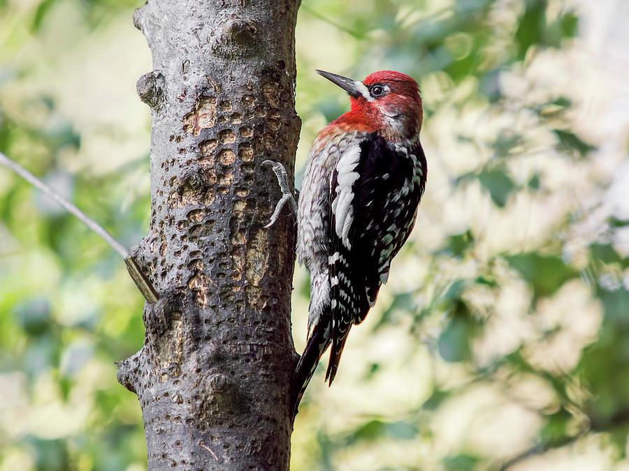 Woodpecker Digital Art - Red Breasted Sapsucker, Sphyrapicus Ruber by Jouko Van Der Kruijssen
